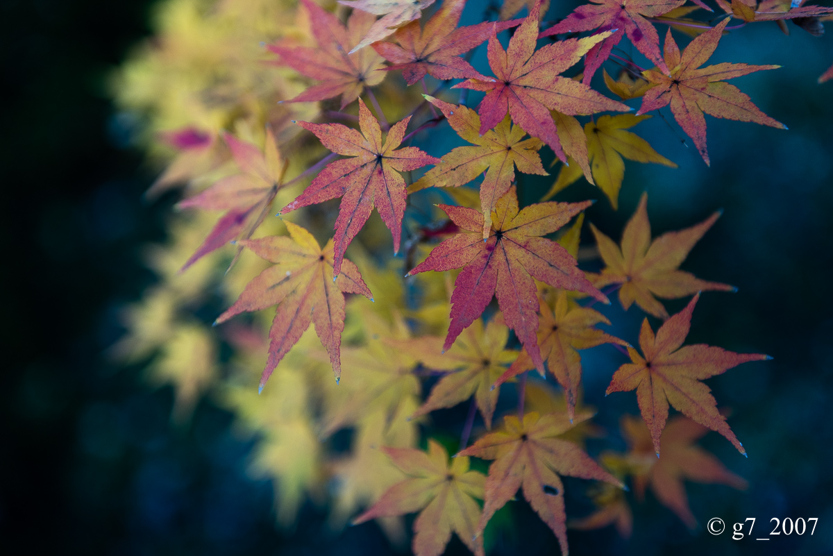京都の紅葉 2014 〜智積院〜_f0152550_21464643.jpg