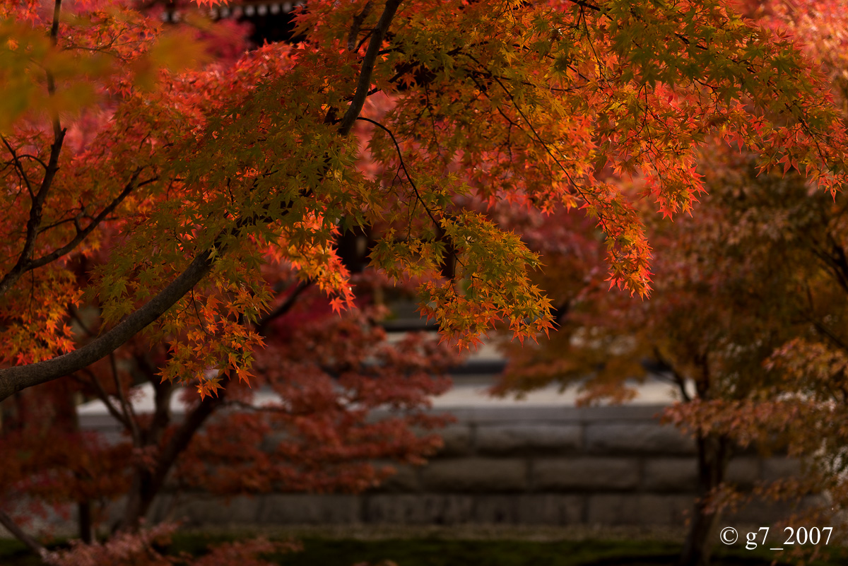 京都の紅葉 2014 〜智積院〜_f0152550_21474169.jpg