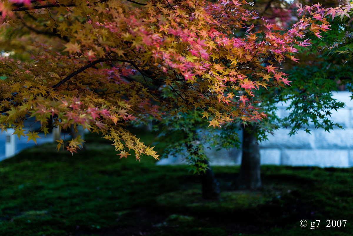 京都の紅葉 2014 〜智積院〜_f0152550_2147460.jpg