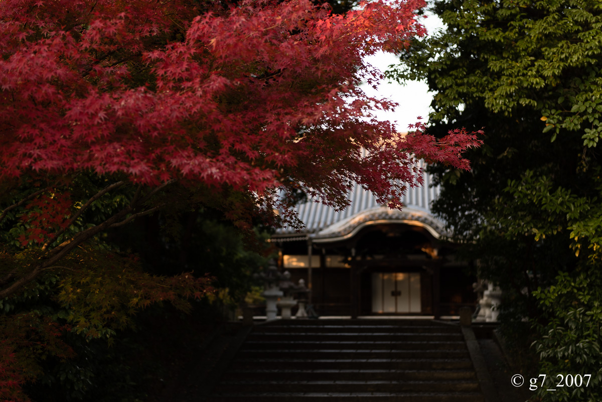 京都の紅葉 2014 〜智積院〜_f0152550_21484744.jpg