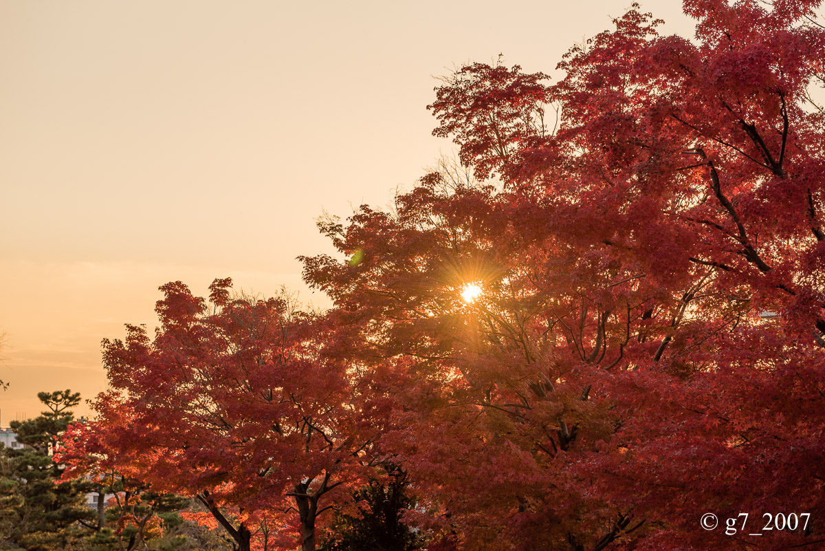 京都の紅葉 2014 〜智積院〜_f0152550_21494938.jpg