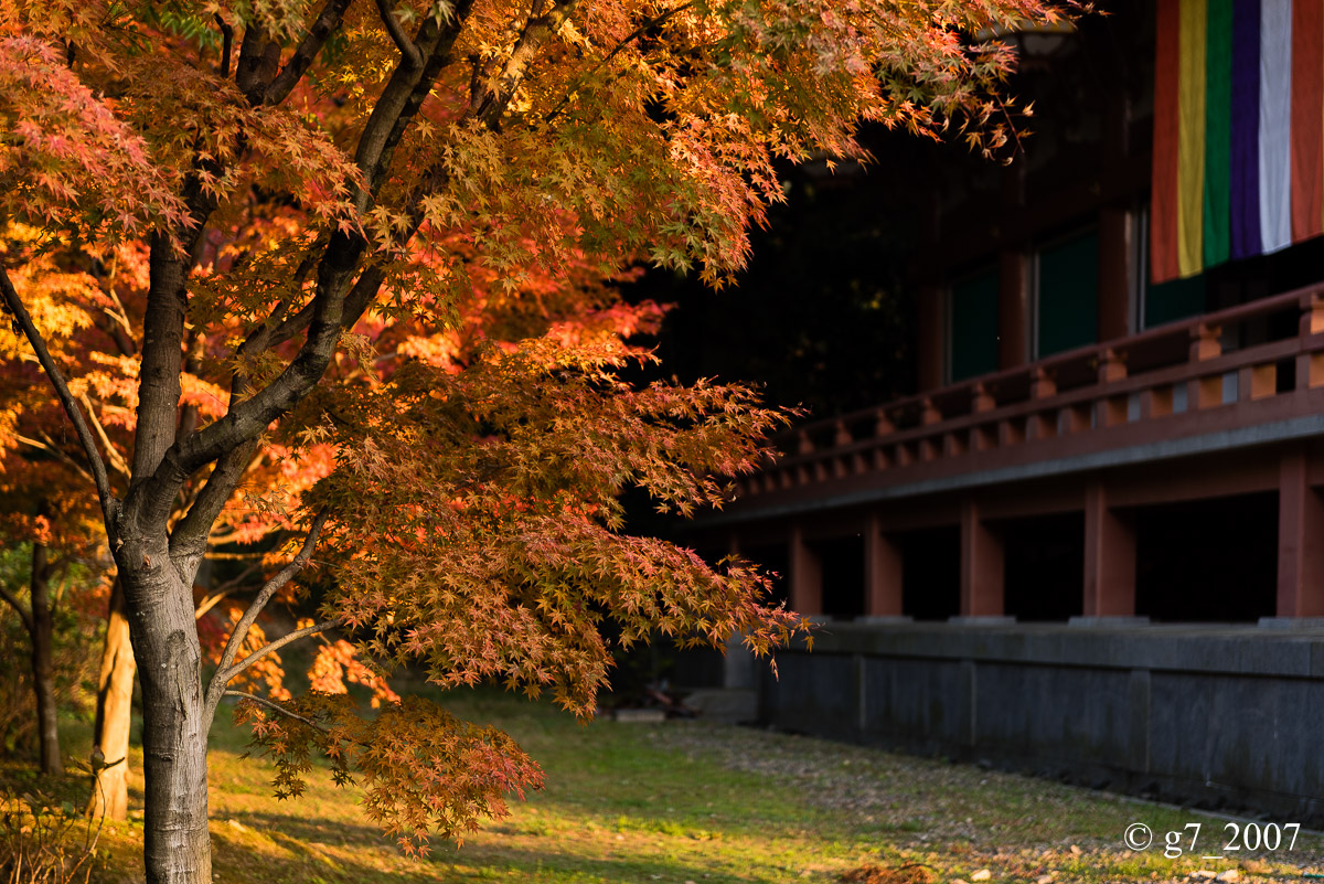 京都の紅葉 2014 〜智積院〜_f0152550_2149793.jpg