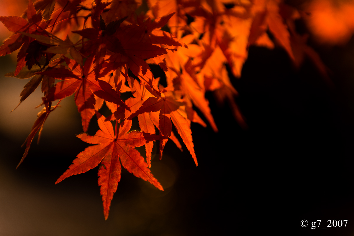 京都の紅葉 2014 〜智積院〜_f0152550_21502782.jpg