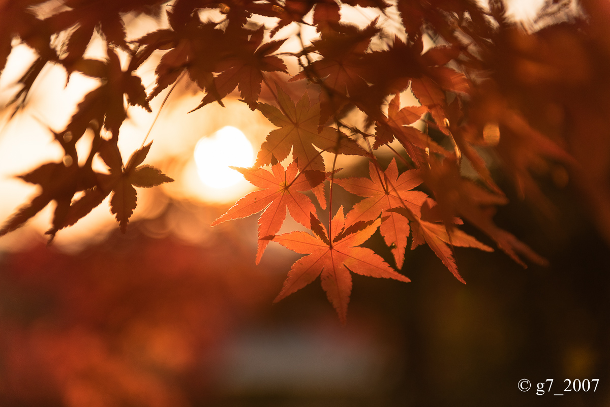 京都の紅葉 2014 〜智積院〜_f0152550_21505214.jpg