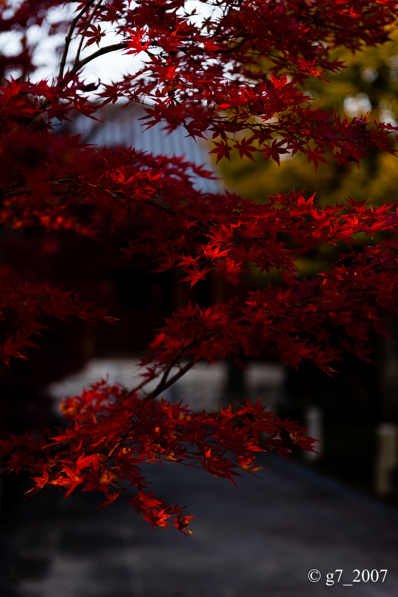 京都の紅葉 2014 〜智積院〜_f0152550_21522432.jpg