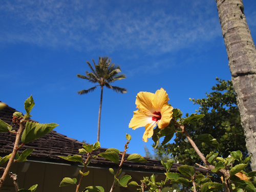 2014 Hula Hawaii 【4日目-ココクレーター～東海岸～カニカピラ】_c0196754_2203194.jpg