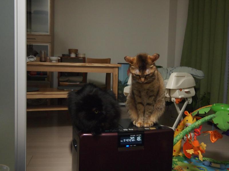 イカリング弁当と、猫漫才_a0323857_22473764.jpg