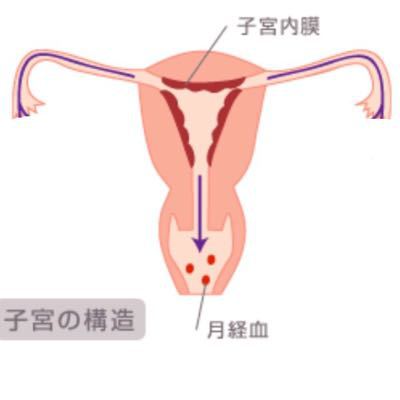 子宮内膜とは_b0328361_2149289.jpg