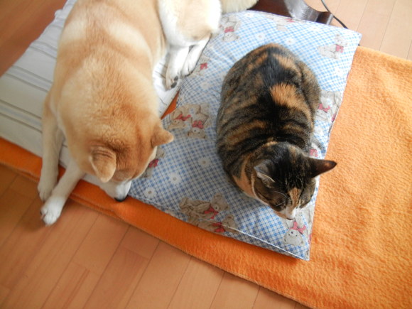 ’14,12,1(月)ウクレレとこころちゃん!_f0060461_1192435.jpg