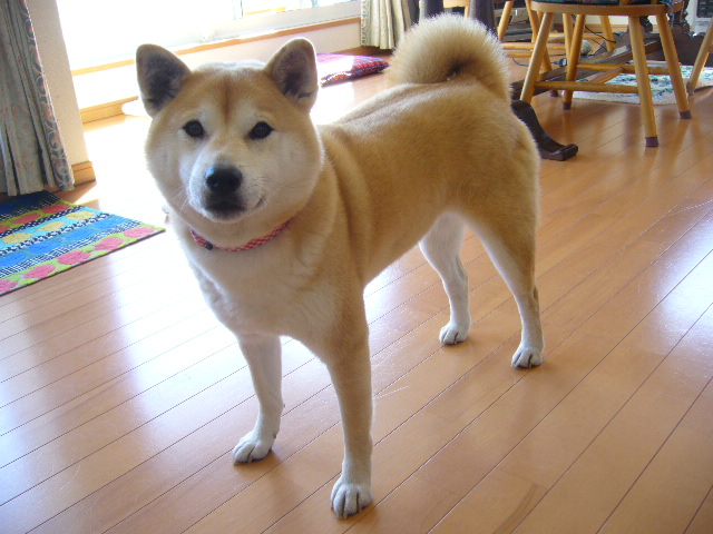 ’14,12,1(月)ウクレレとこころちゃん!_f0060461_1204554.jpg