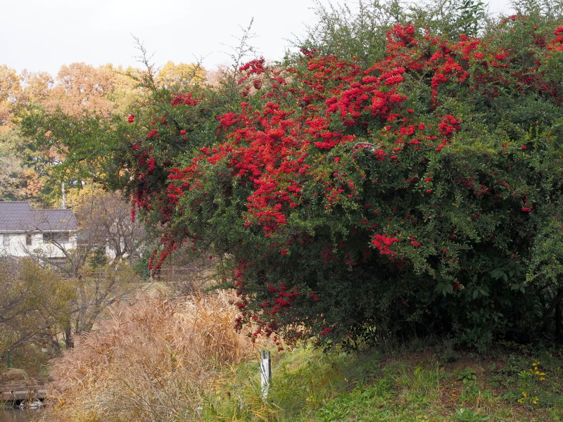 f0208666_18575148.jpg