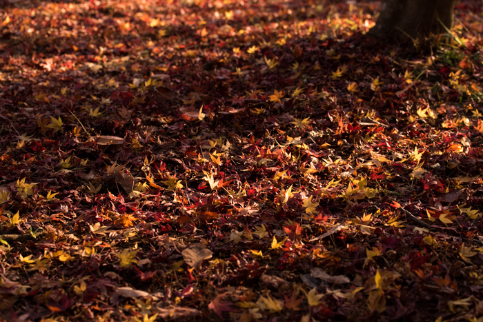 Autumn Colors #2_c0141967_231917.jpg