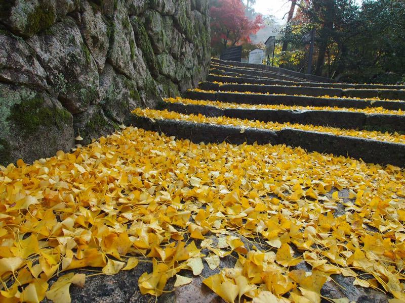 安芸の宮島☆弥山_c0321967_1984539.jpg