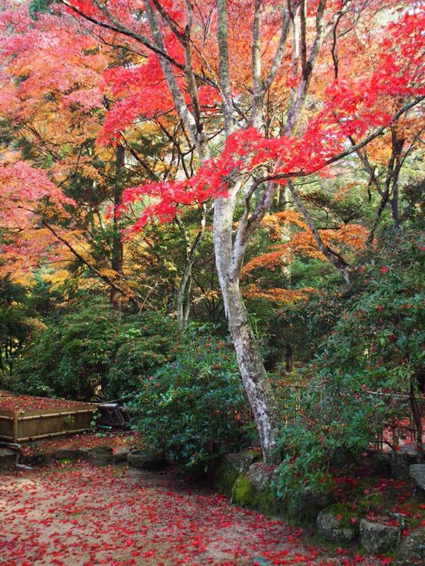 安芸の宮島☆弥山_c0321967_199163.jpg