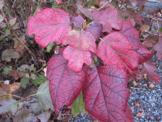f0085369_98146.jpg