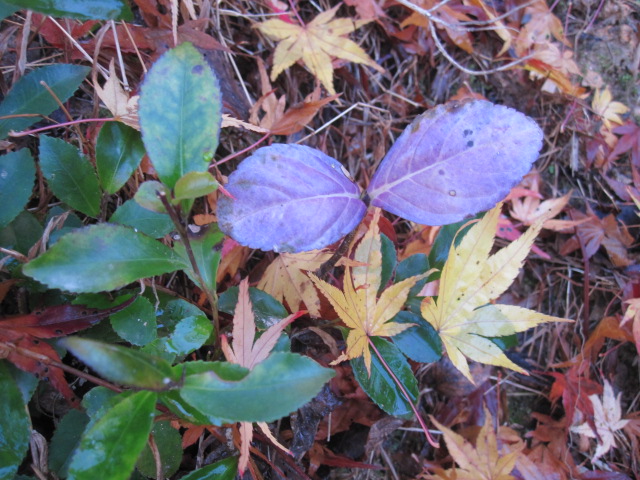 f0085369_98514.jpg