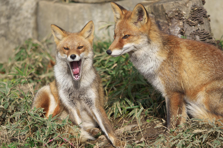 秋の動物公園 その2_e0282173_23233579.jpg