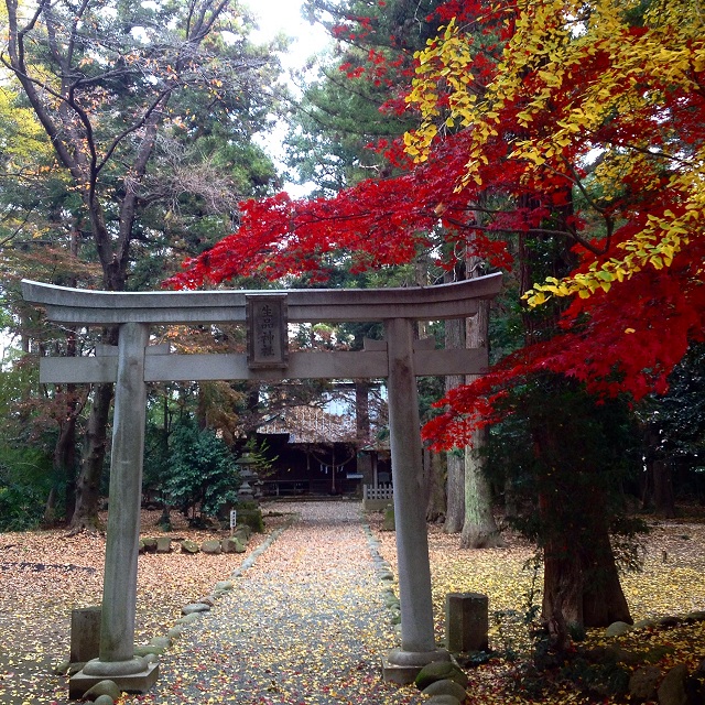 晩秋の生品神社 (太田市新田市野井町)_b0004675_12381241.jpg