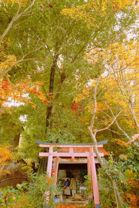 ピンクの鳥居 となりのフォトロ