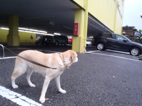 今日は殆ど駐車場散歩 _f0052277_23482426.jpg