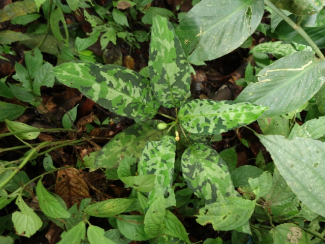 Aglaonema picutm