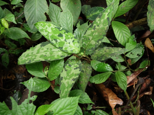 Aglaonema picutm\"Phantom\"WS(Wing Series) from Padang【AZ0914-2b】_a0067578_23472263.jpg