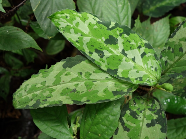 Aglaonema picutm\"Phantom\"WS(Wing Series) from Padang【AZ0914-2b】_a0067578_23473146.jpg