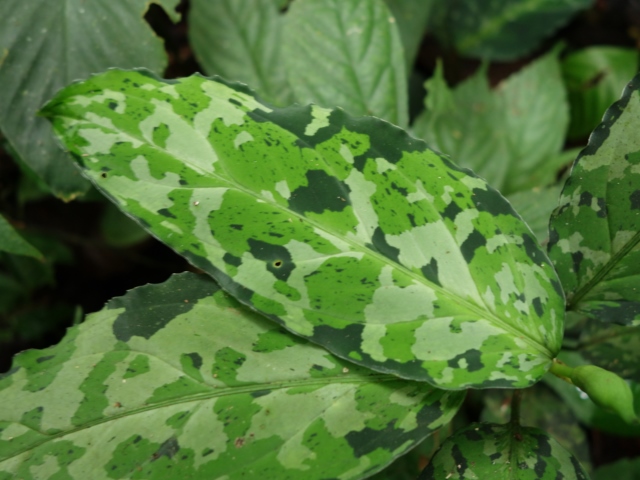 Aglaonema picutm\"Phantom\"WS(Wing Series) from Padang【AZ0914-2b】_a0067578_23473789.jpg
