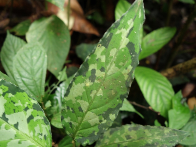 Aglaonema picutm