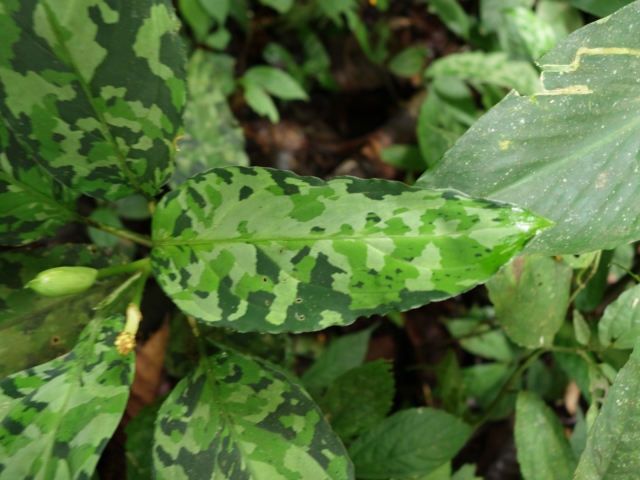 Aglaonema picutm\"Phantom\"WS(Wing Series) from Padang【AZ0914-2b】_a0067578_2347558.jpg