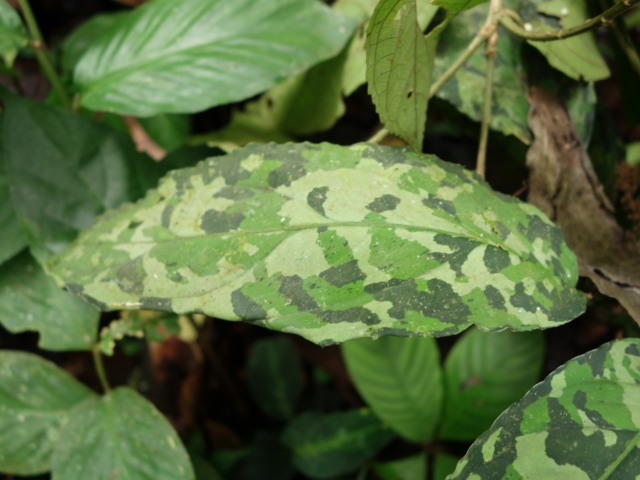 Aglaonema picutm\"Phantom\"WS(Wing Series) from Padang【AZ0914-2b】_a0067578_23482735.jpg