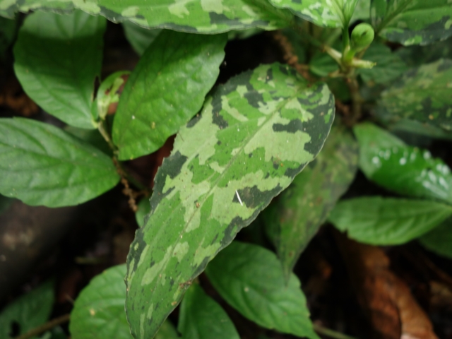 Aglaonema picutm\"Phantom\"WS(Wing Series) from Padang【AZ0914-2b】_a0067578_23483588.jpg