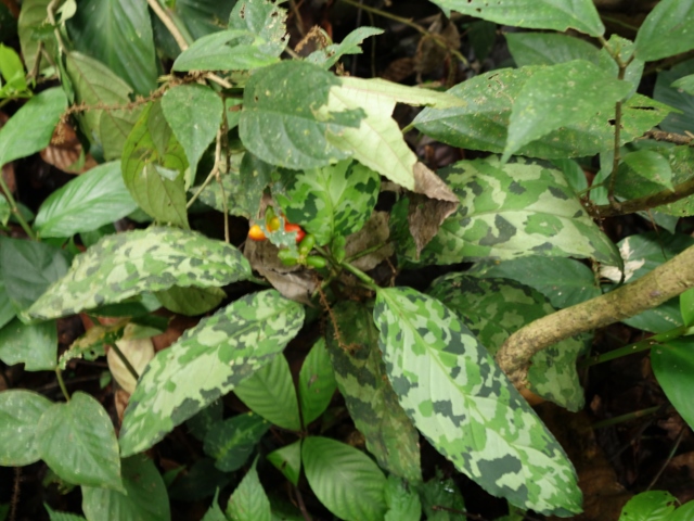 Aglaonema picutm\"Phantom\"WS(Wing Series) from Padang【AZ0914-2b】_a0067578_23494493.jpg