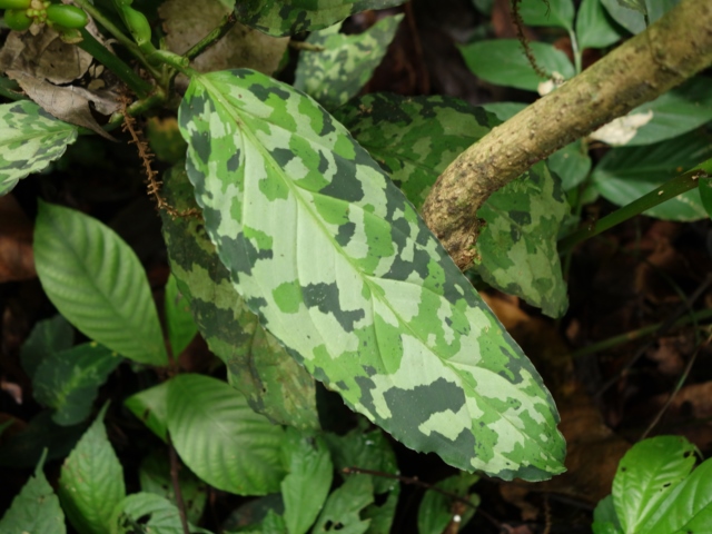 Aglaonema picutm\"Phantom\"WS(Wing Series) from Padang【AZ0914-2b】_a0067578_23495312.jpg