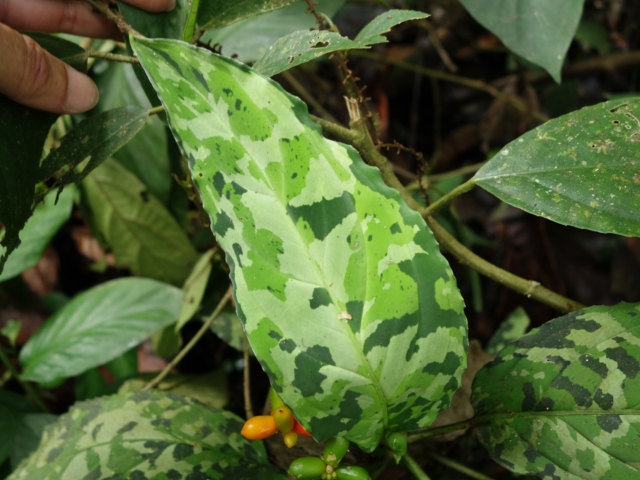 Aglaonema picutm