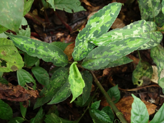 Aglaonema picutm\"Phantom\"WS(Wing Series) from Padang【AZ0914-2b】_a0067578_23505311.jpg