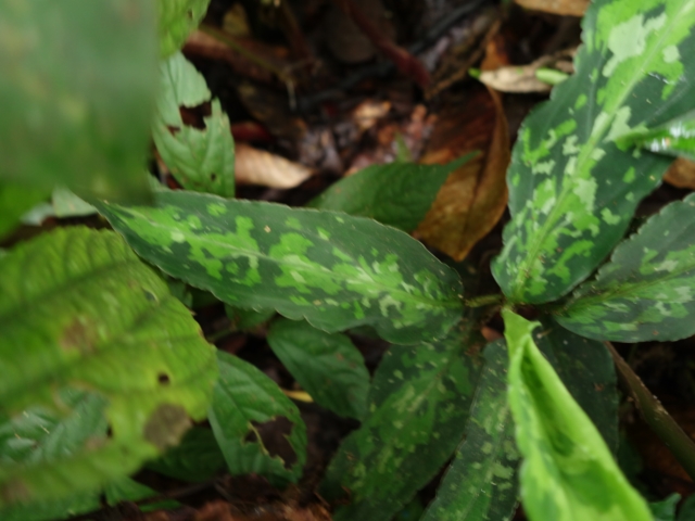 Aglaonema picutm\"Phantom\"WS(Wing Series) from Padang【AZ0914-2b】_a0067578_23511272.jpg