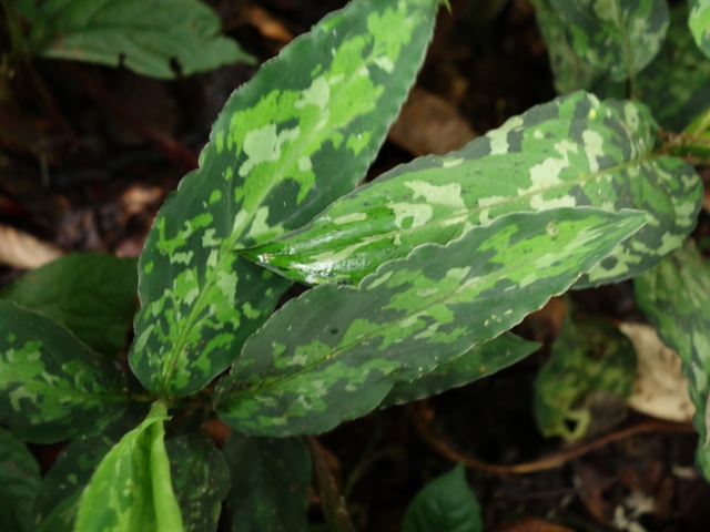 Aglaonema picutm\"Phantom\"WS(Wing Series) from Padang【AZ0914-2b】_a0067578_2351180.jpg