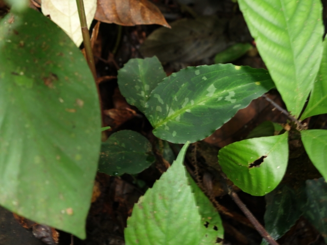 Aglaonema picutm\"Phantom\"WS(Wing Series) from Padang【AZ0914-2b】_a0067578_23512079.jpg