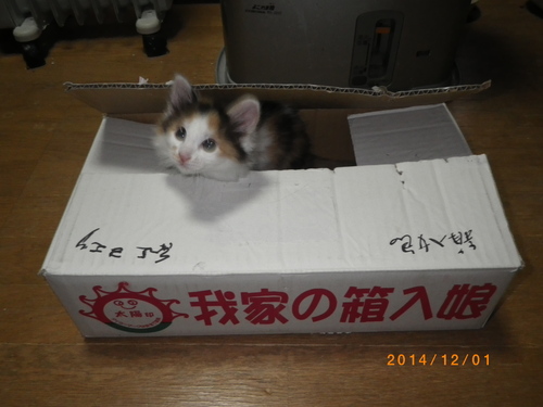 箱入り娘_e0290580_20174148.jpg