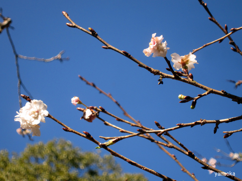 椿の花が飾られて_f0071480_22351553.jpg