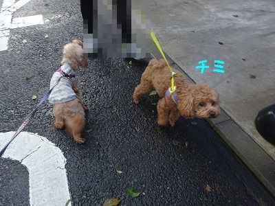 師走だよ、パーマン２号も走る_e0222588_16522720.jpg