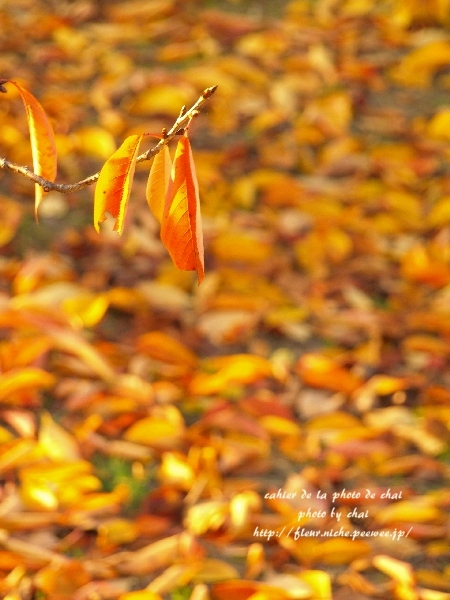 桜紅葉_b0320893_16360370.jpg