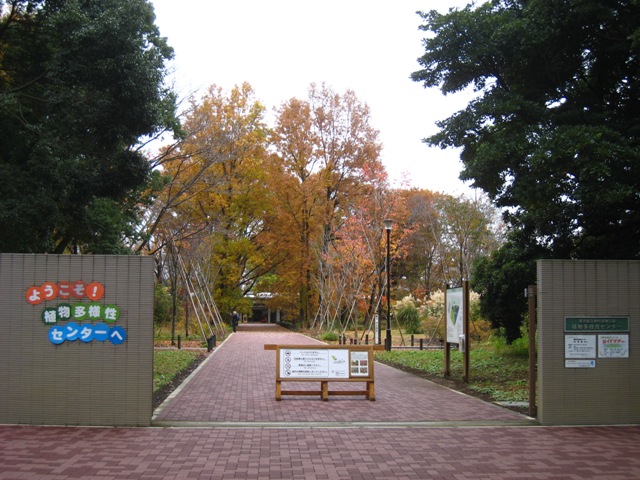 神代植物公園 植物多様性センター 水生植物園 14 11 30 陽のあたる場所 神代植物公園 植物多様性センター 水生植物園 14 11 30 陽のあたる場所