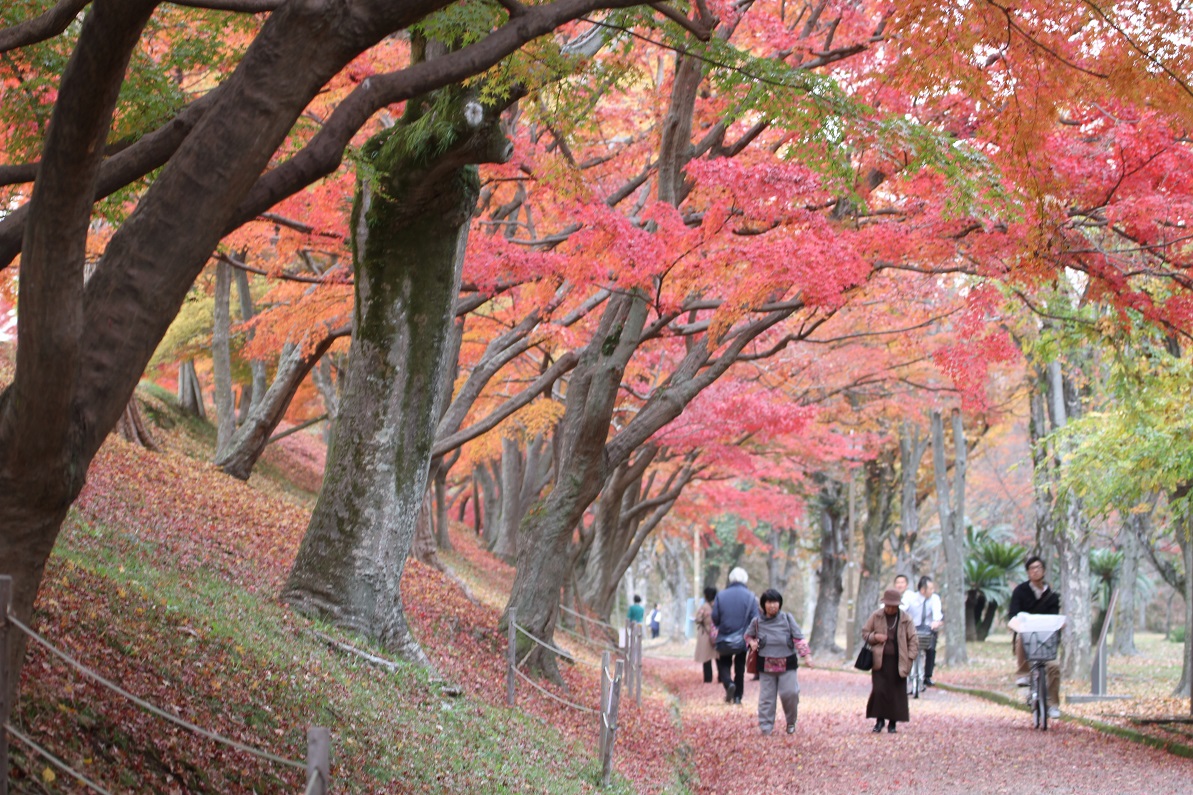 散歩道の晩秋　　　　　≪　　　紅葉　　　≫_a0140000_103825.jpg