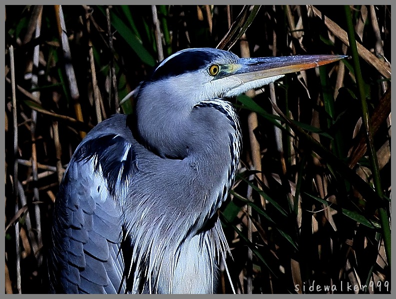 Grey heron_c0129300_1842362.jpg