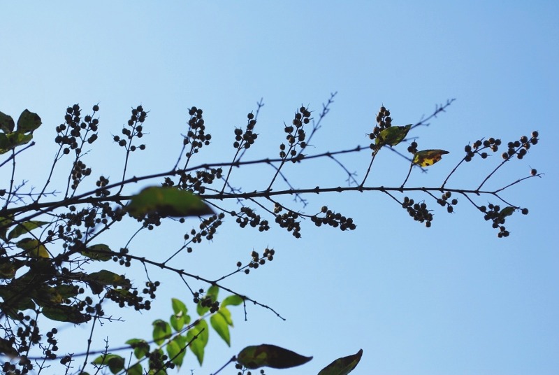 師走の植物園へ_e0025300_16392660.jpg