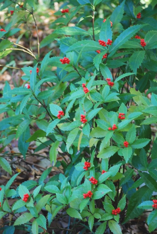 e0025300_17274323.jpg