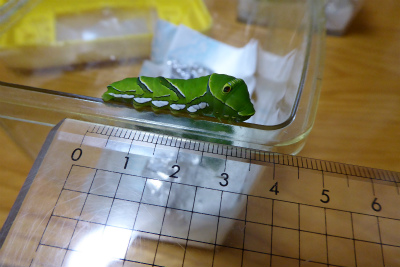 アゲハ観察日記・越冬編_c0164805_022175.jpg