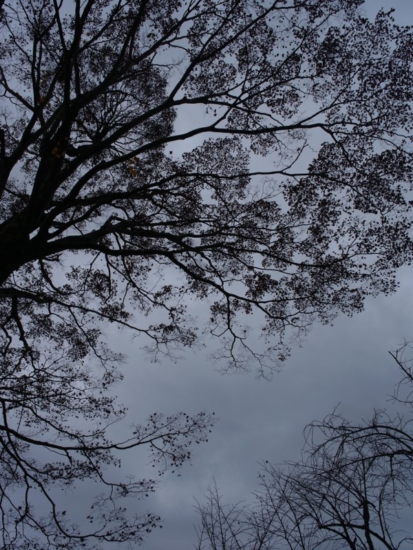 落葉樹と曇り空の日_e0276411_22471452.jpg